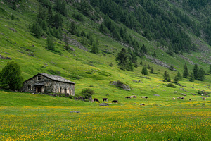 Cows by a stone house in a valley, a Photo by Beautiful things