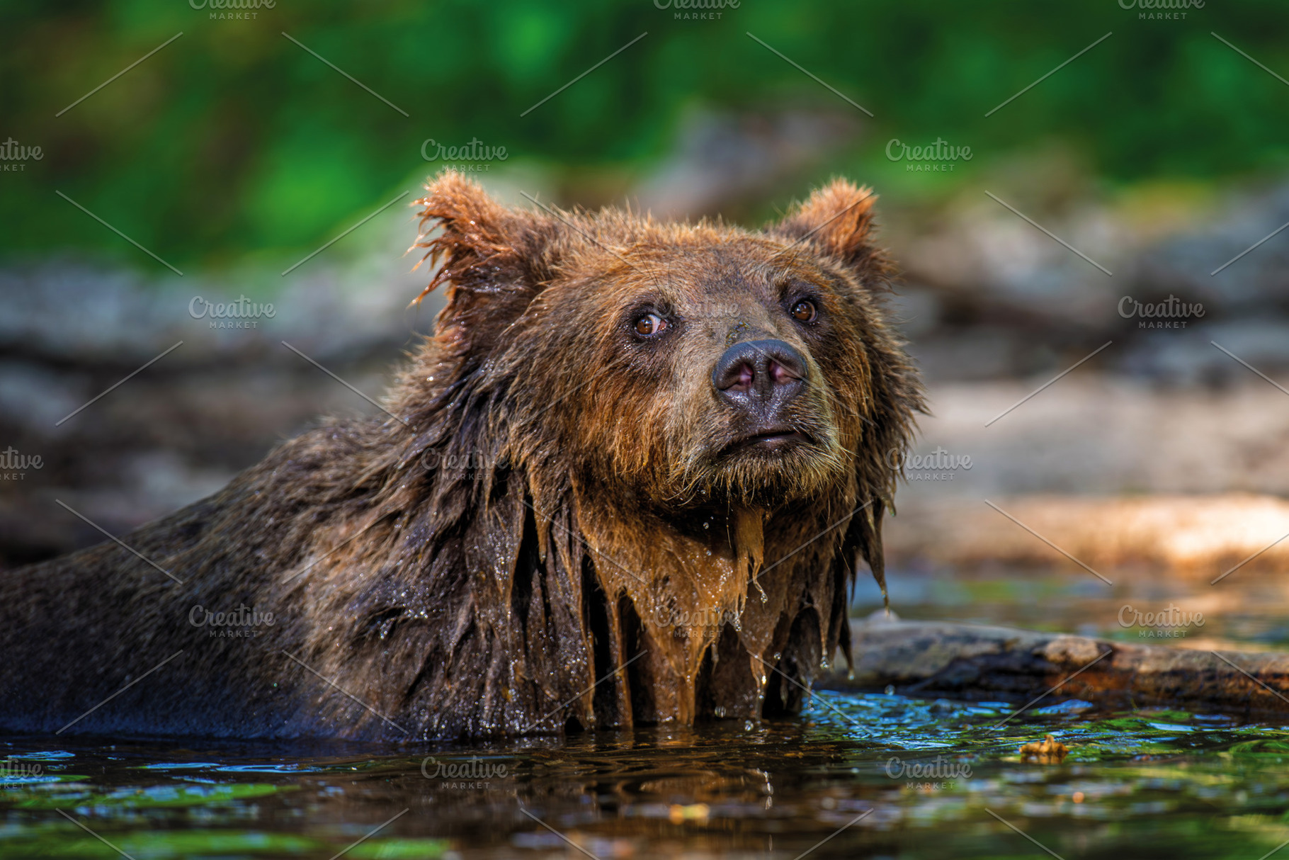 Wild brown bear in the forest river. Animal in natural habitat., an Animal Photo by Byrdyak