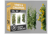 72 Vines & Creepers Photo Overlays, a Nature Photo by KenScape (Thumbnail 1 of 3)