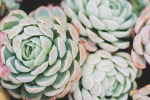 Pastel Desert Rose Succulent, a Nature Photo by René Jordaan Photography