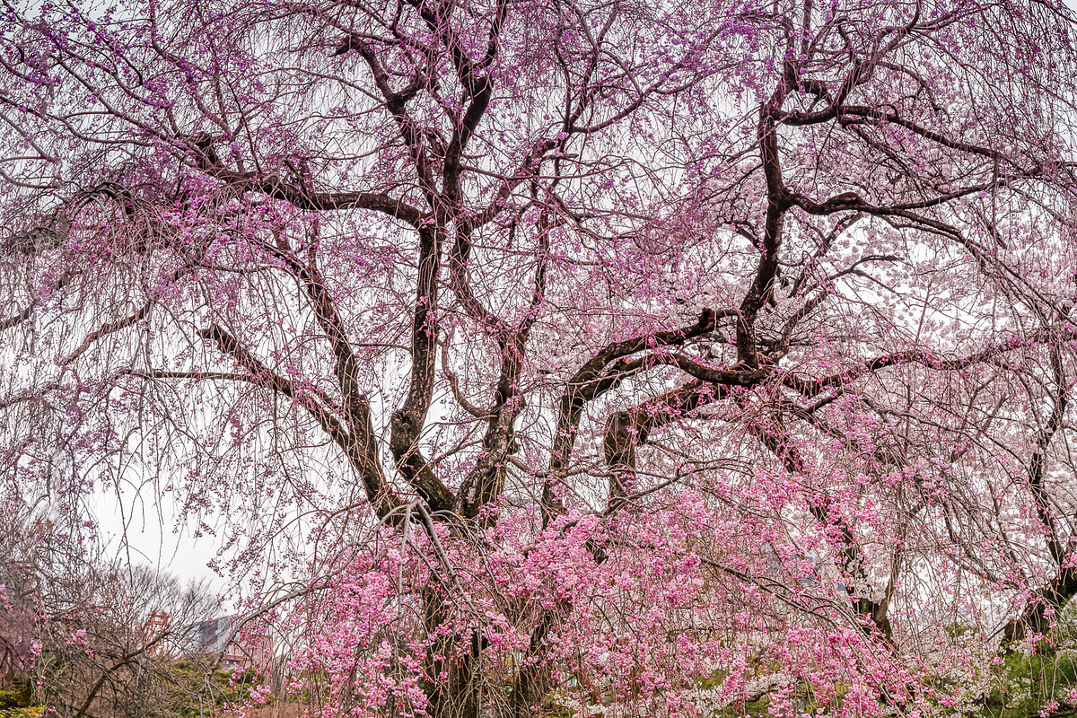 6 photos, Cherry Blossom gardens, a Nature Photo by Silent Nature (Photo 3 of 6)