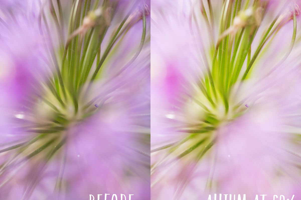 Allium PHOTOSHOP action, an Action Add-On by Les Hirondelles Ph (Photo 5 of 9)