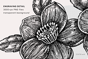 Poisonous Plant Vector Illustrations, an Object Graphic by Yevheniia (Thumbnail 9 of 11)