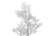 Filipendula rubra, a Plants & Tree 3D Model by AndrewWhite (Thumbnail 10 of 11)