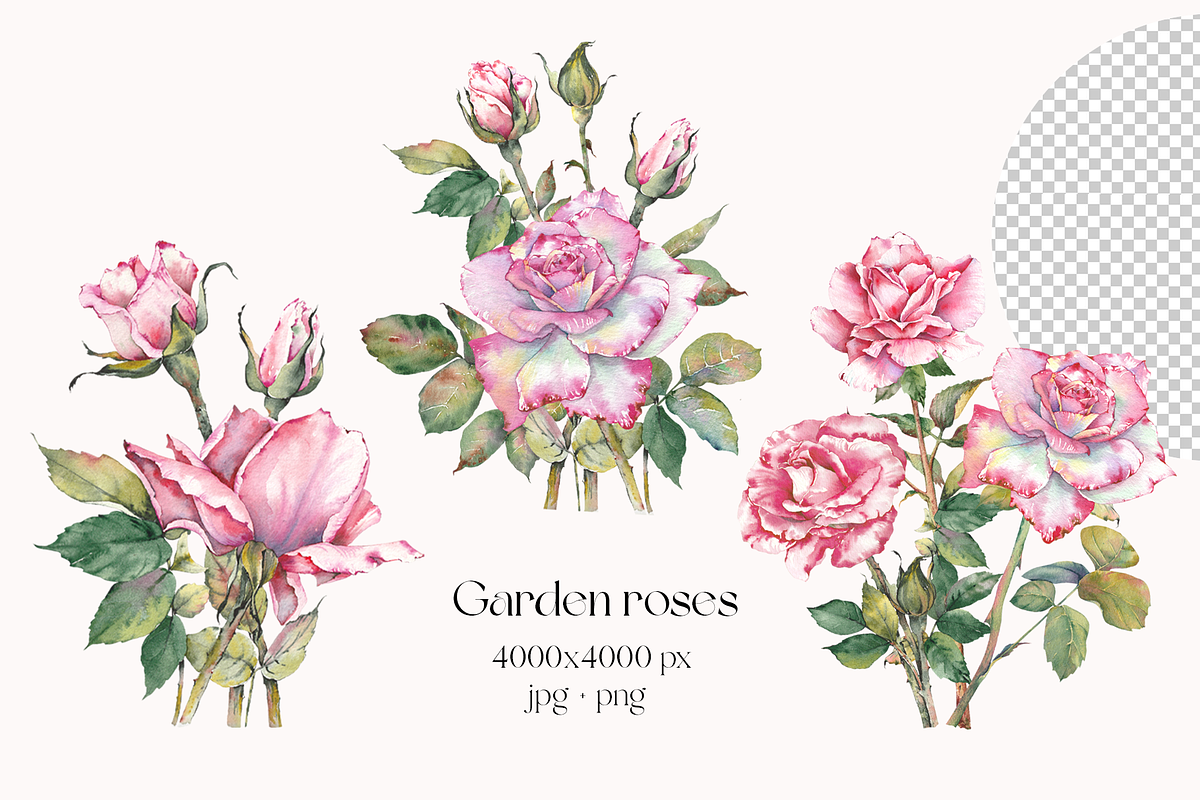 Watercolor Garden Rose Clipart, a Decorative Illustration by Jeanna Draw (Photo 4 of 11)