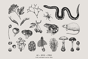 Vintage Forest Illustrations Set, an Object Graphic by Yevheniia (Thumbnail 4 of 7)