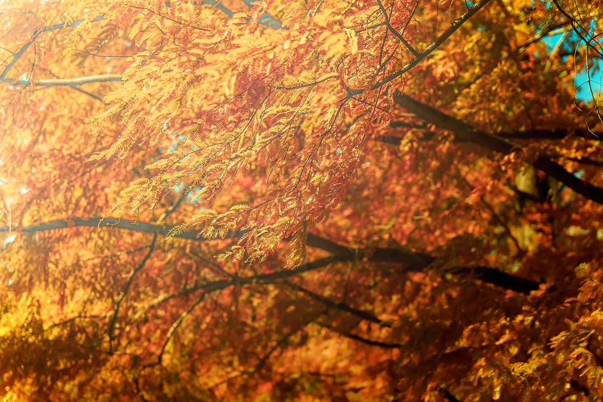 Japan Alpine Autumn 5 Forests photos, a Nature Photo by Silent Nature (Photo 2 of 5)