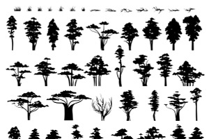 Nature Trees. Trees Silhouettes