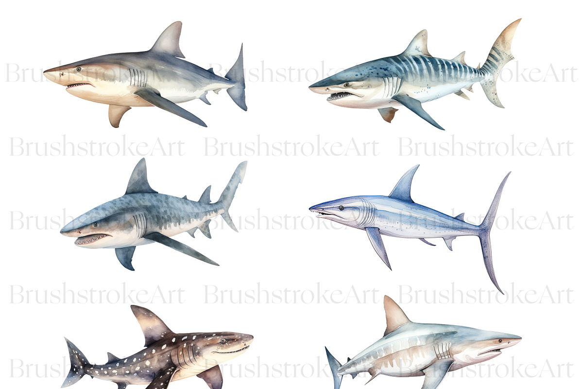 Watercolor Shark Clipart, Shark PNG, an Animal Illustration by BrushstrokeArtGB (Photo 2 of 9)