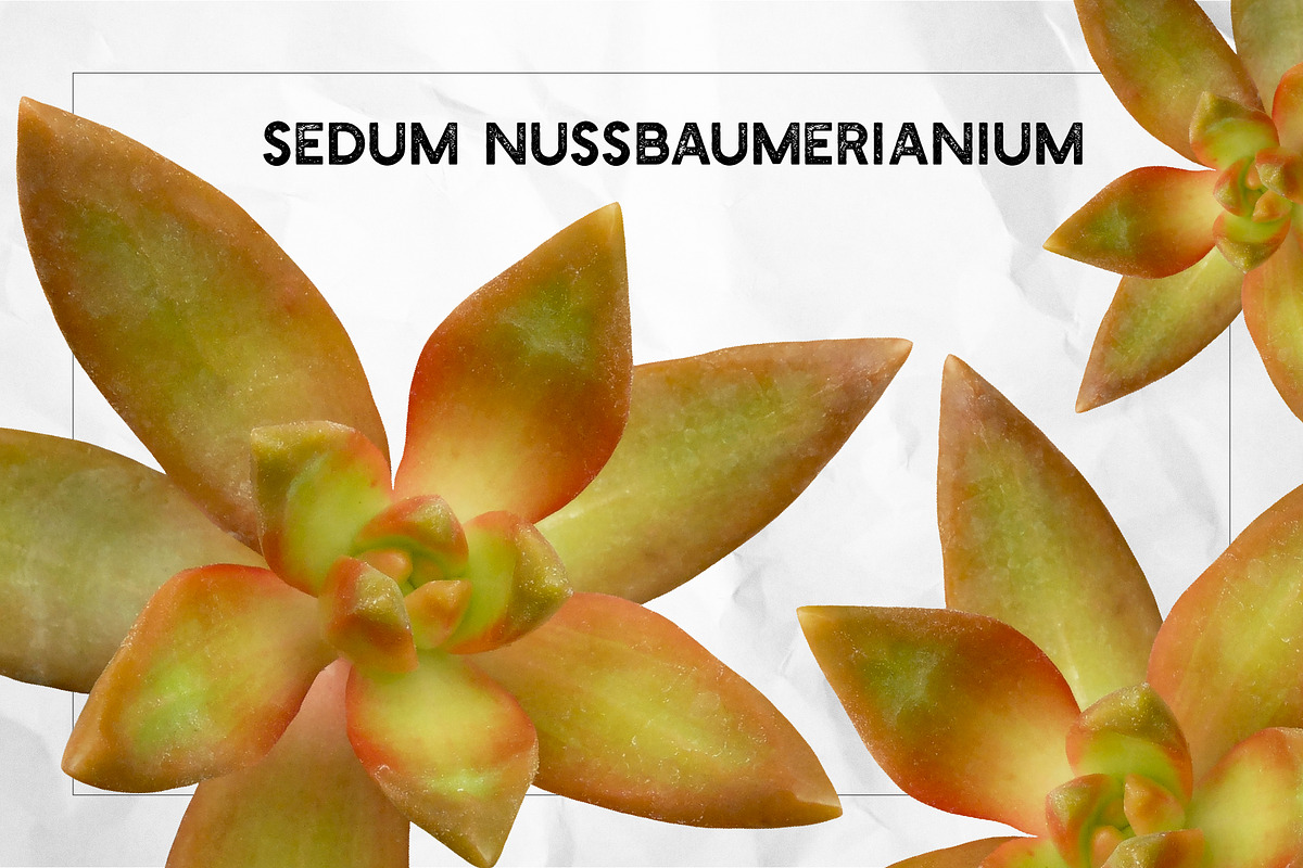 Succulents - Real Botanic Specimens, an Object Graphic by Turning Moss (Photo 7 of 12)
