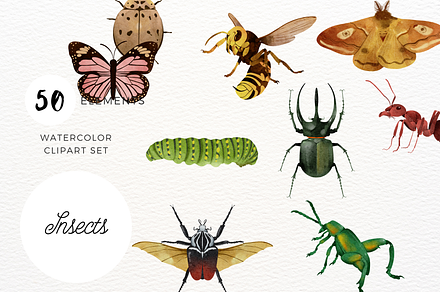 Watercolor Insects Clipart Set, an Education Illustration by ArtbyHien