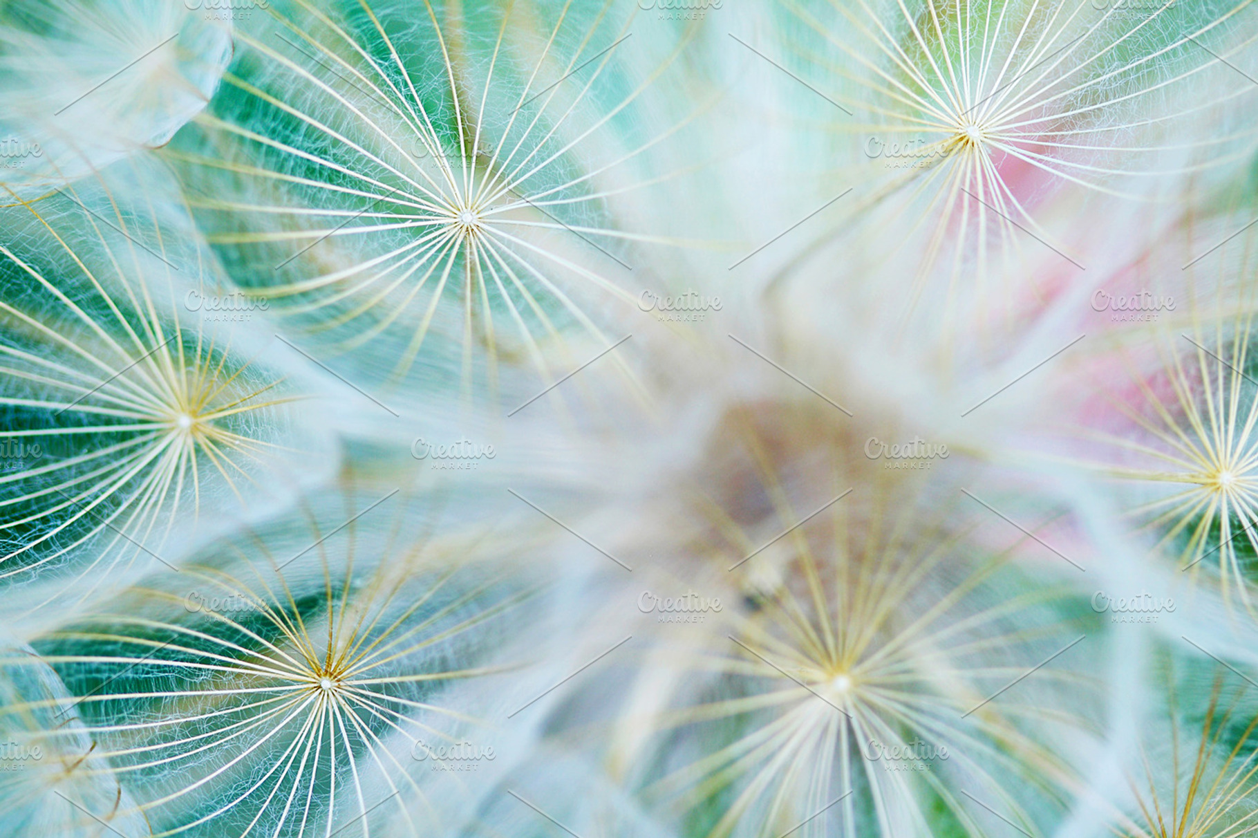 Dandelion 8, an Abstract Photo by Maria Dattola Photography