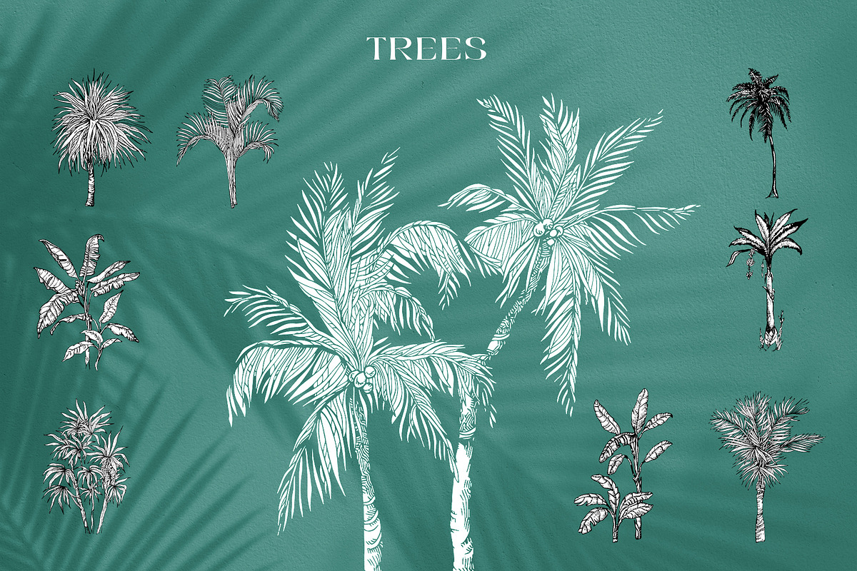 Tropica Collection, a Seasonal Illustration by Michael Rayback Design (Photo 8 of 15)