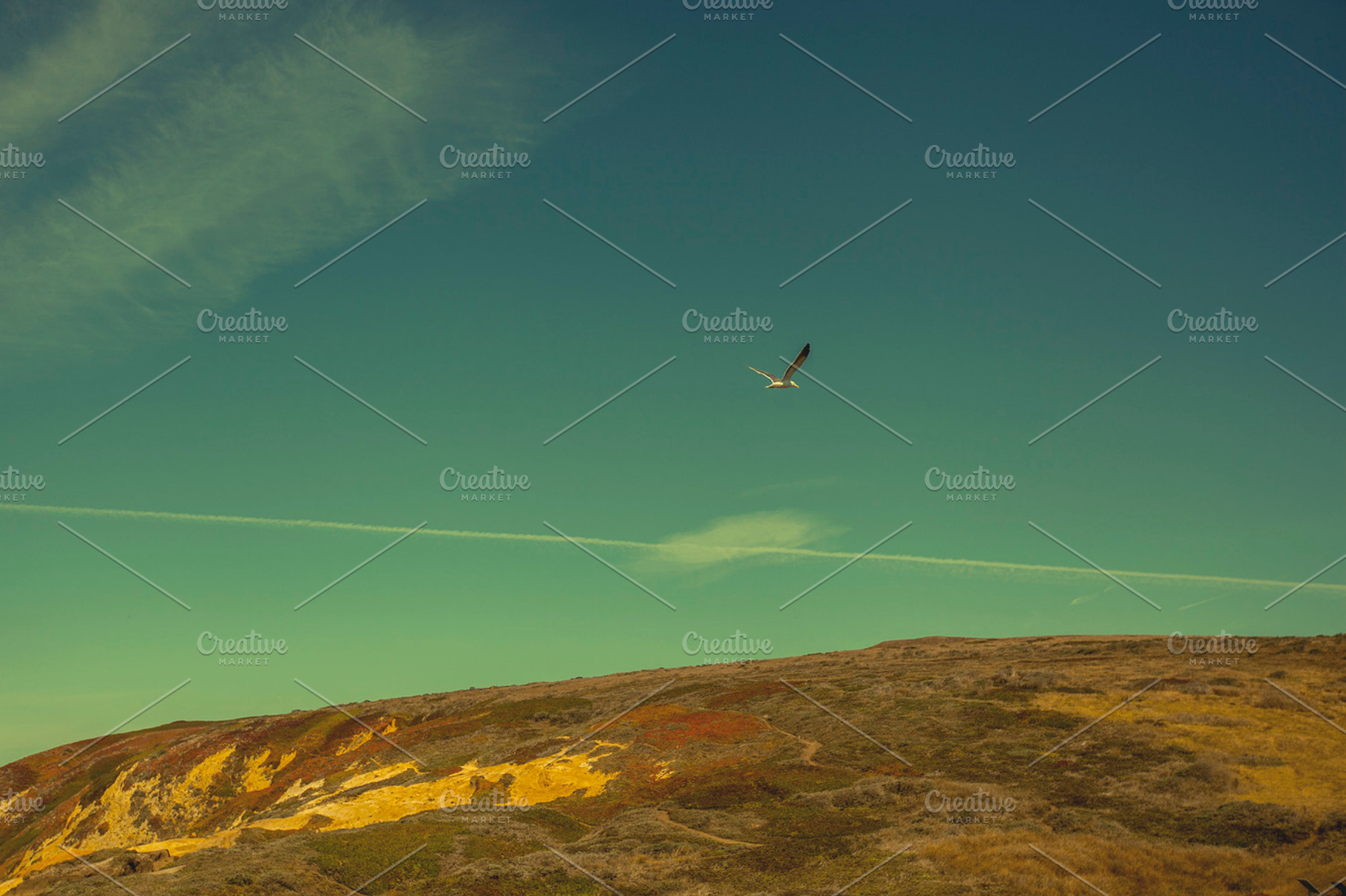 Bodega bay bird stock photo containing california and mountains