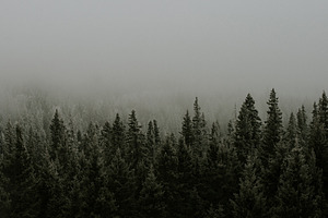 Trees and fog featuring nature, trees, and fog