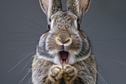 236 surprised animals, an Animal Photo by Handmadefont (Thumbnail 186 of 241)