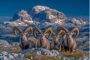 On a warm summer day, a herd of, an Animal Photo by ZinetroN