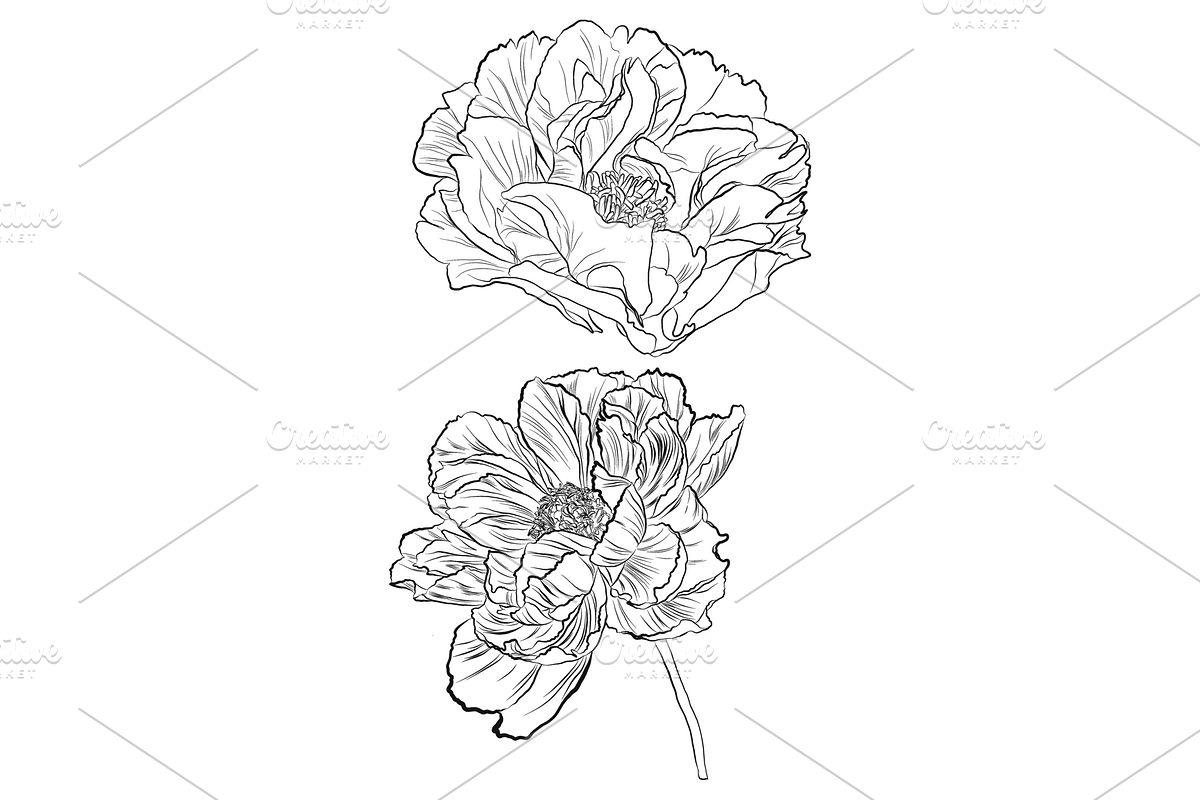 Delicate Peonies, an Object Graphic by VictoriaKStudio (Photo 5 of 6)
