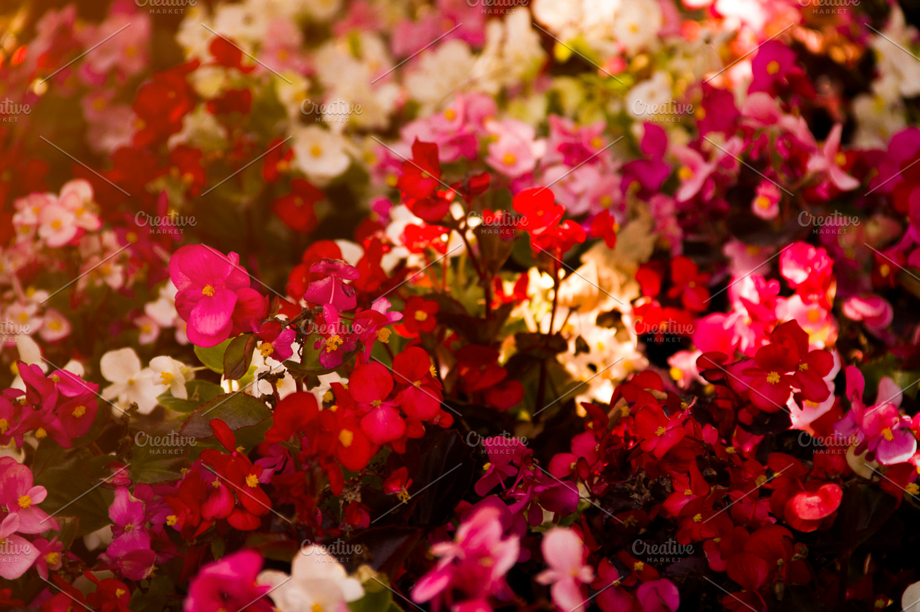 Spring flowers stock photo containing spring and flowers