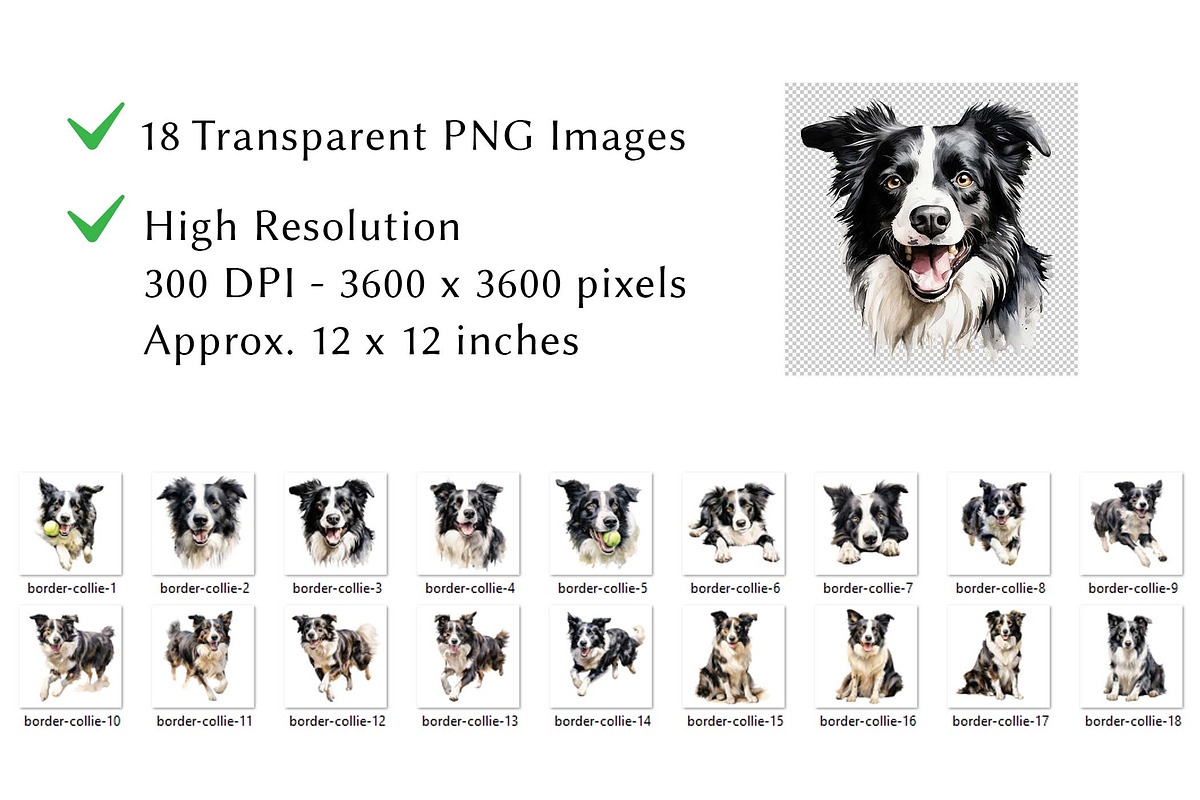 Border Collie Watercolor Clipart, an Animal Illustration by milkghost (Photo 2 of 2)