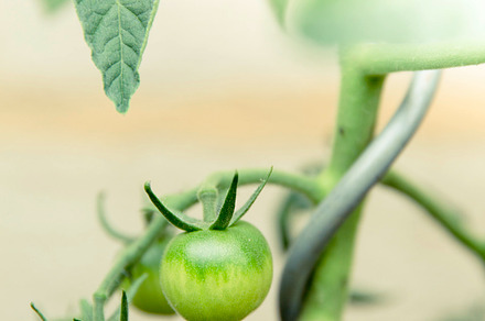 Basil Stock Photograph preview 6