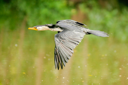 Little Pied Cormorant in flight, an Animal Photo by Rob D