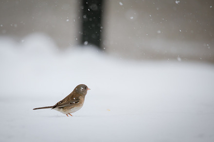 Tiny Bird with feet in snow, an Animal Photo by Tina Thelen Photography