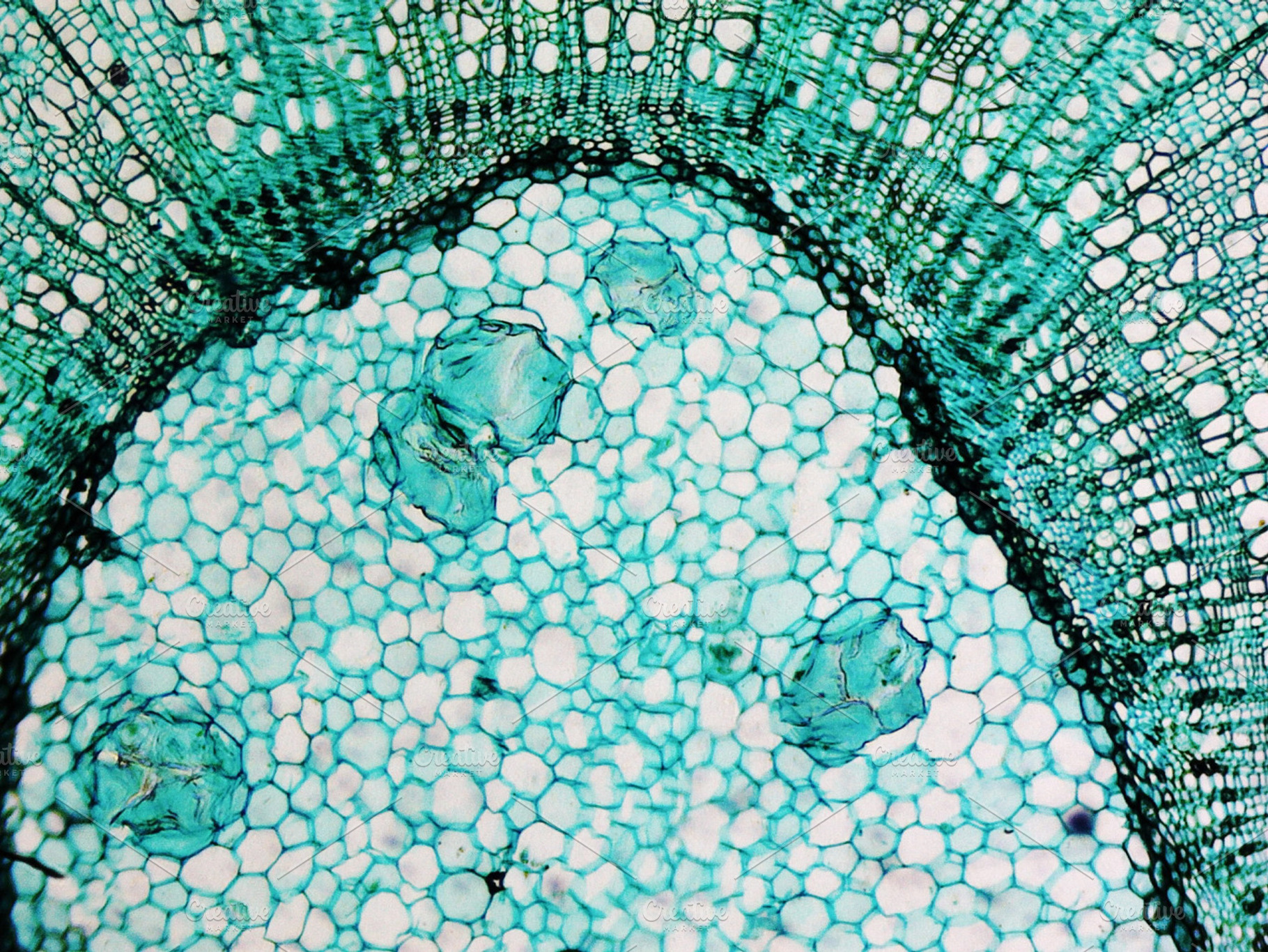 Microscope image of pine tree stock photo containing micrograph and microscope