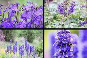 22 stock photos set. Nature, flowers, a Nature Photo by pictures for you (Thumbnail 5 of 6)