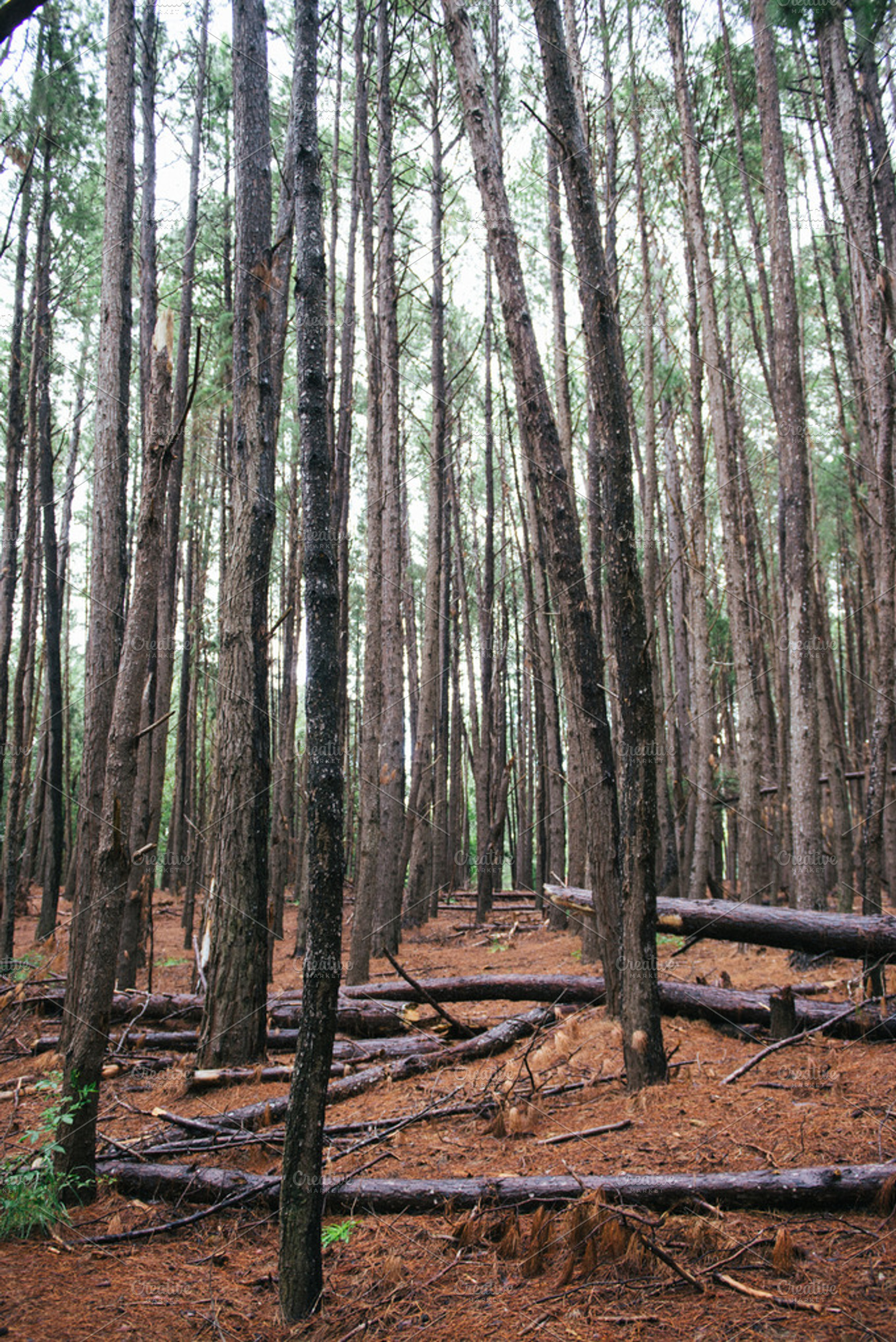 Trees stock photo containing trees and makawao, a Nature Photo by RodrigoM Photographs