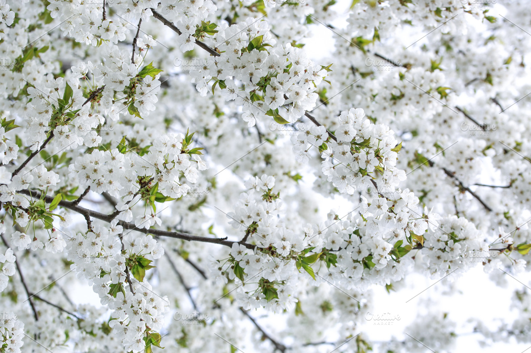 Hanami featuring sakura, hanami, and cherry tree blossom, a Holiday Photo by The Little Wild Apple