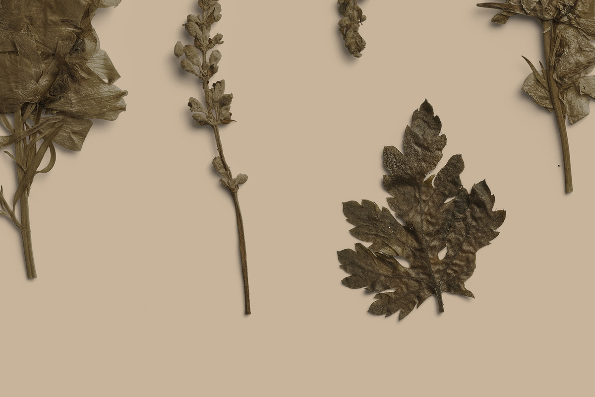 Umber Pressed Botanical PNG, an Object Graphic by Custom Scene (Photo 7 of 8)