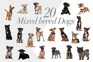 100 Dogs Bundle - Cut-out Pictures