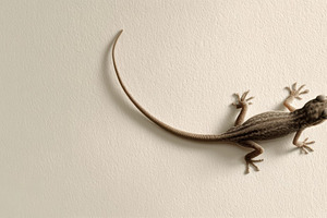 Tiny Gecko on Neutral Background, an Animal Photo by Virgo Studio