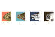 Most popular edible sea fishes, a Food Illustration by handsketched (Thumbnail 11 of 14)