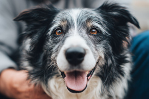 Close up portrait of a happy dog, an Animal Photo by MistyDay