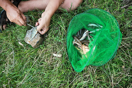 A fisherman cleans fish of scales before making fish soup., an Animal Photo by Rohan Photography