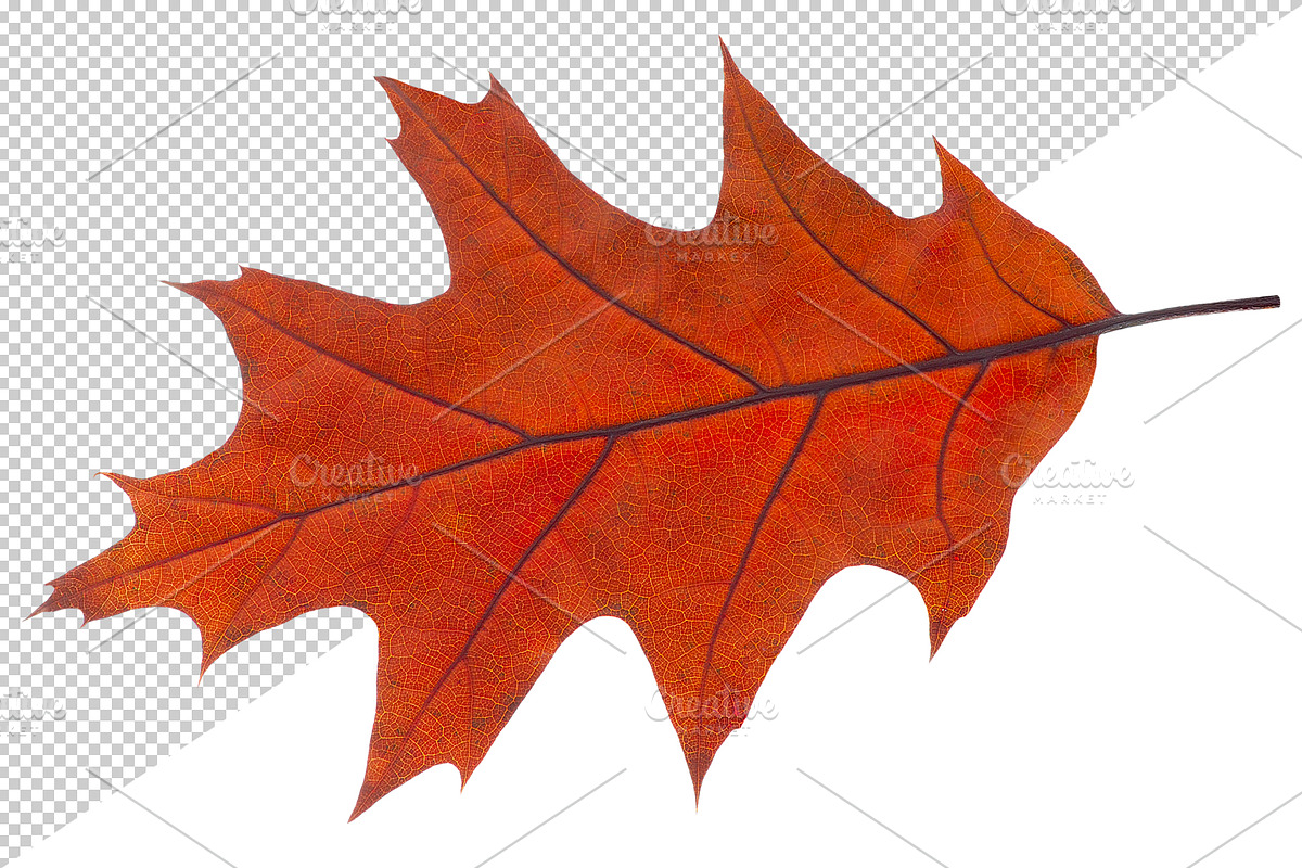 30 colorful autumn leaves, an Object Graphic by Fruits+Veggies (Photo 2 of 3)