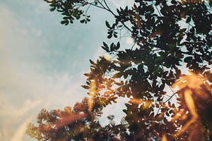 Autumn foliage featuring abstract, abstracts, and autumn