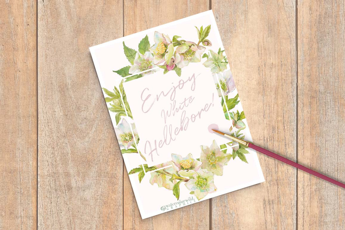 White Hellebore-Floral Clipart, an Illustration by watercolorwild.graphics (Photo 7 of 7)