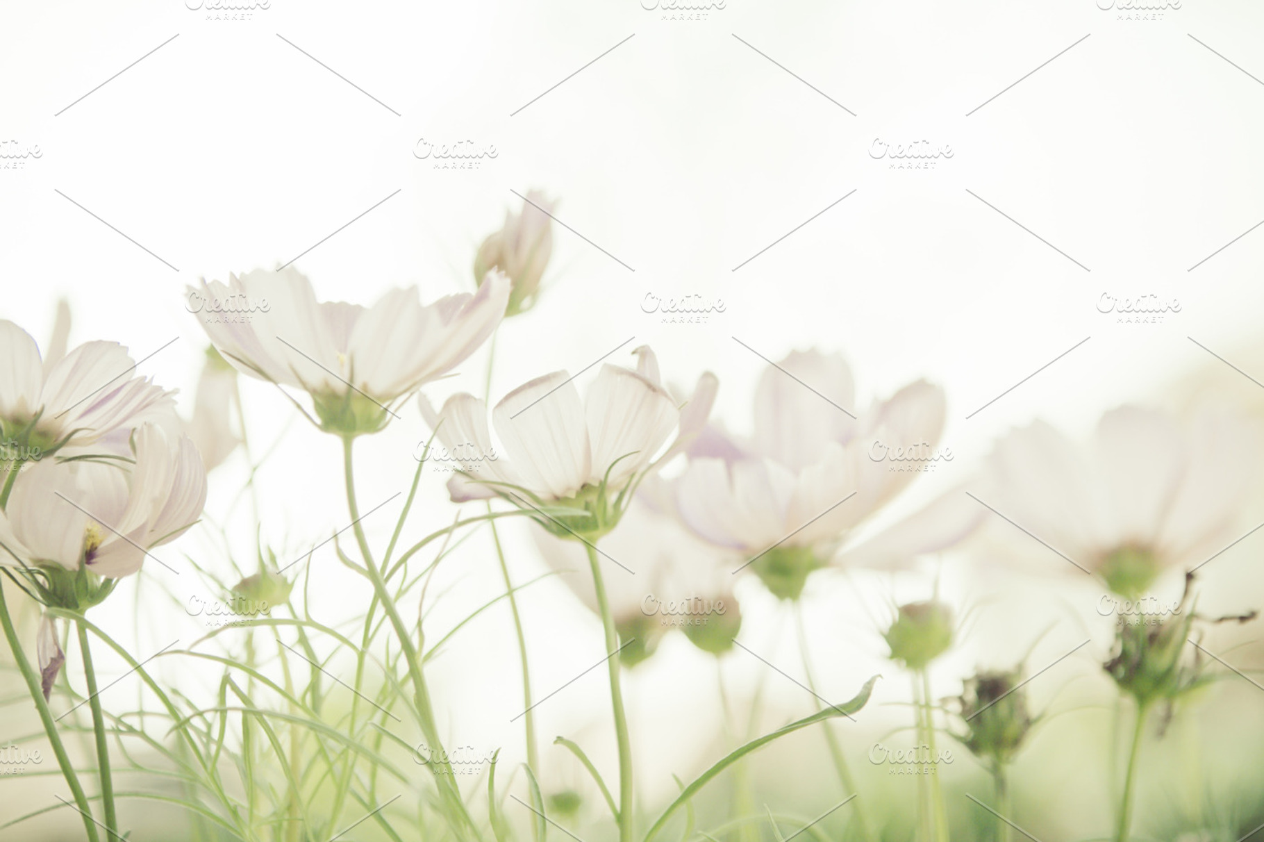 Dreamy white cosmos flowers field, a Nature Photo by Cozine