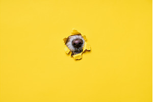 Dog nose sticking out of torn yellow, an Animal Photo by Gladkov photography