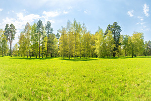 Green park panorama, a Nature Photo by Vapi