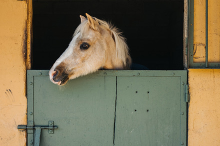 Horses on rancho pack stock photo containing animals and horse