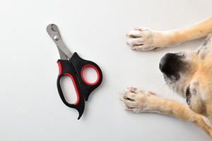 Dog Paw and Nail Clipper Close-Up