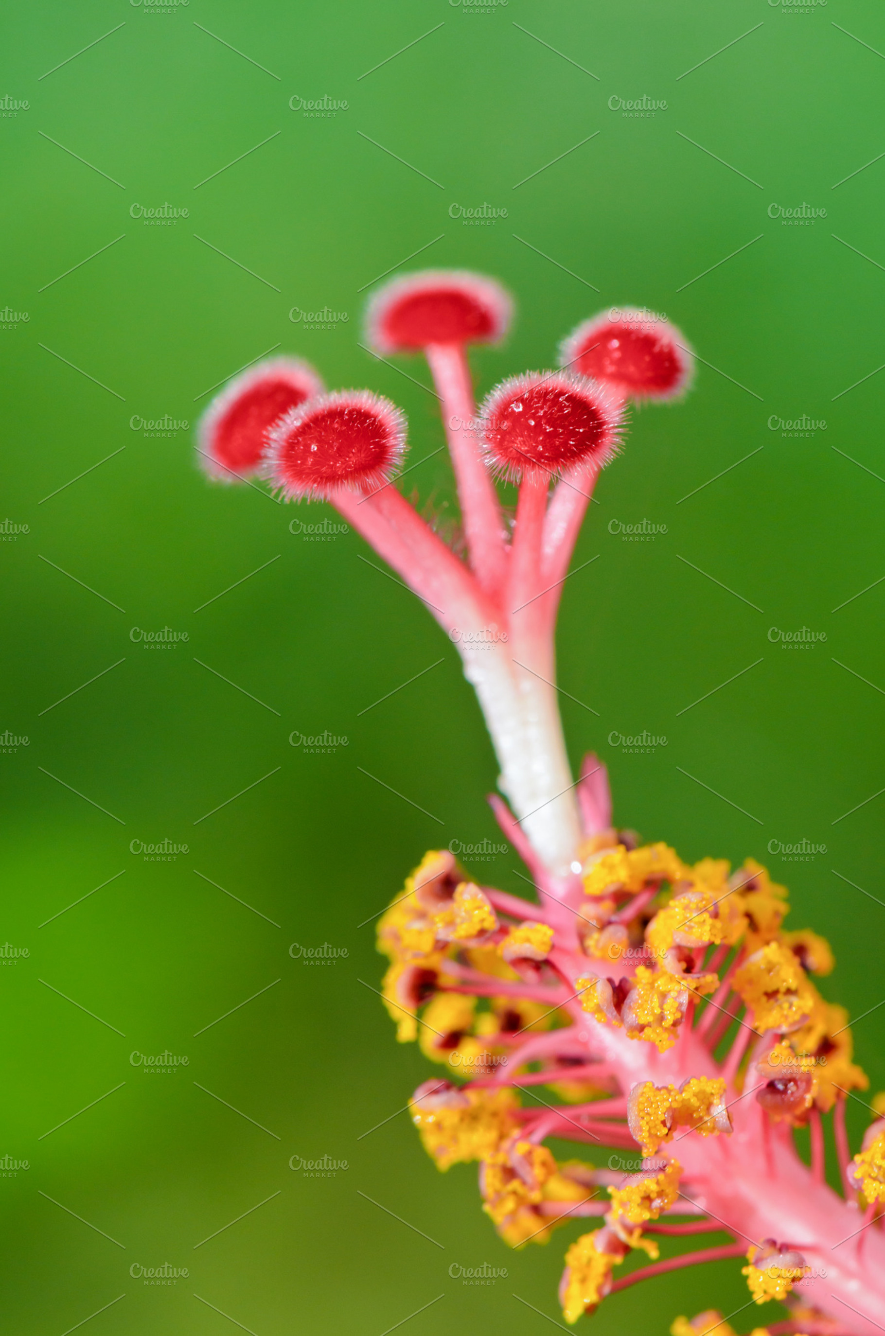 Carpel of snowflake hibiscus containing carpel, pollen, and floral, a Nature Photo by yongkiet jitwattanatam