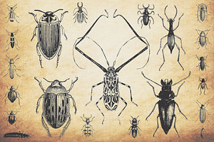 Insect Vector Graphics Bundle