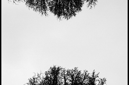 Incredible trees world containing tree, trees, and forest