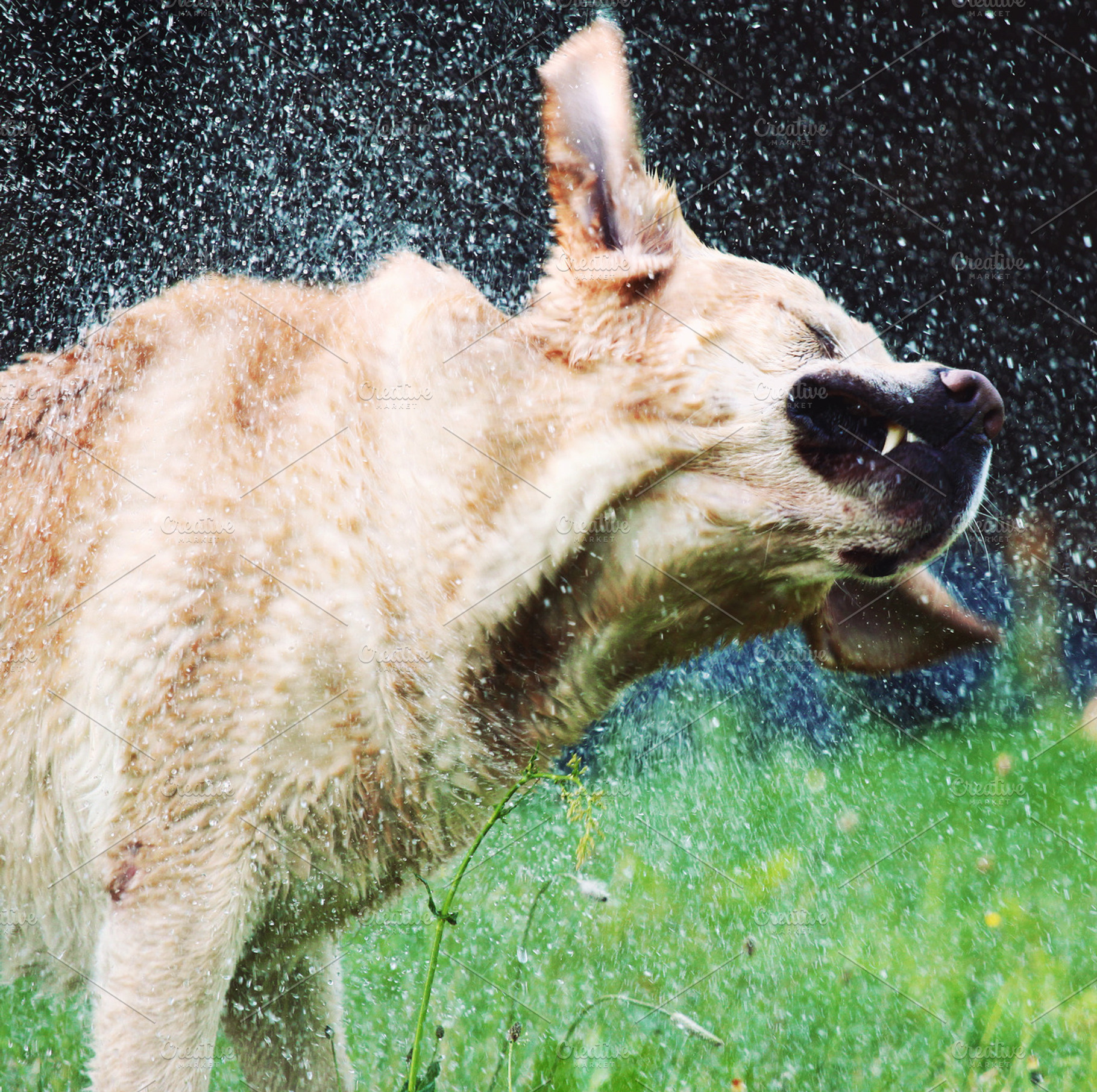 Labrador retriever shaking off water, an Animal Photo by BOOCYS