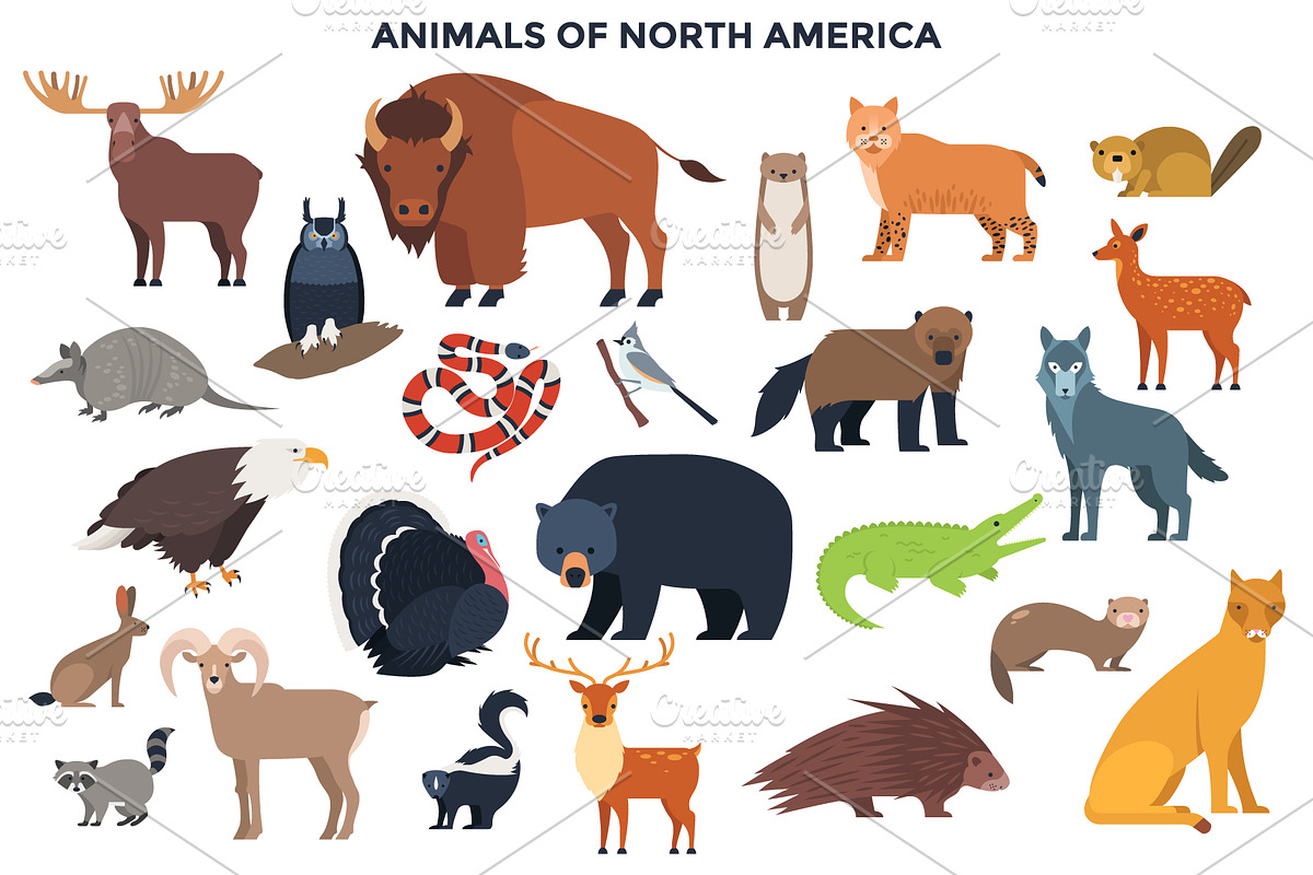 187 Animals Of The World, an Animal Illustration by Andrew Kras Design (Photo 5 of 15)
